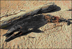 Dofí llistat encallat a Calasmorts (es Mercadal)