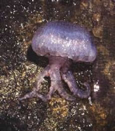 Bòrn o medusa comuna (Pelagia noctiluca)