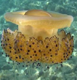Cotylorhiza tuberculata o bòrn encrespat