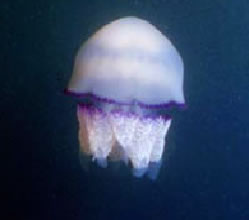 Rhizostoma pulmo o bòrn blau