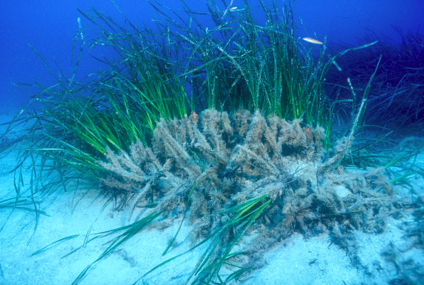 Praderia de Posidonia oceanica impactada
