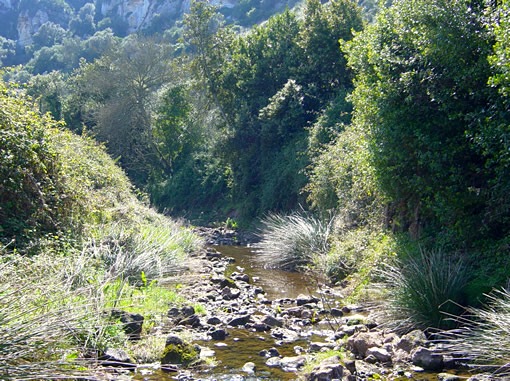 Torrent amb vegetació de ribera ben conservada