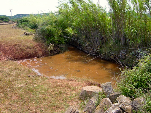 Comunitats de Arundo donax (canyar). Espècie invasora molt agressiva.