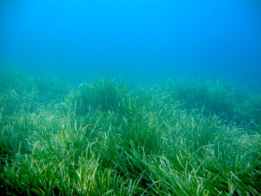 Praderia de Posidonia