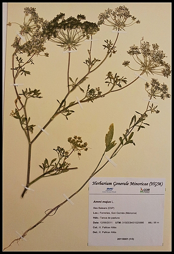 Plec de Ammi majus de la Col·lecció de Vasculars de l’Herbari General de Menorca