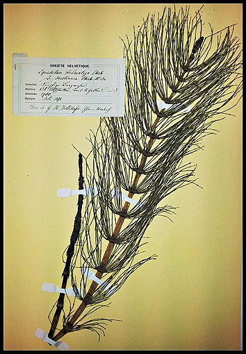 Plec de la Col·lecció Històrica de Rodríguez Femenías amb un exemplar de Equisetum telmateia procedent de Suïssa recollit l'any 1871