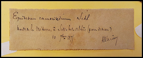 Etiqueta manuscrita de la Col·lecció Històrica de Rodríguez Femenías pertanyent a un exemplar de Equisetum ramosissimum recollit el 1875 a l'antic departament francès d'Orà (actual Wilaya de Sidi Bel Abbès, Algèria)