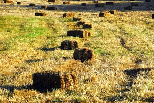 Imatge del camp de Menorca amb una filera de bales de palla.