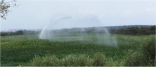 PUNT CLAU 2: FINQUES AGRÀRIES DE REGADIU
