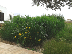 PUNT CLAU 3: HORTALS