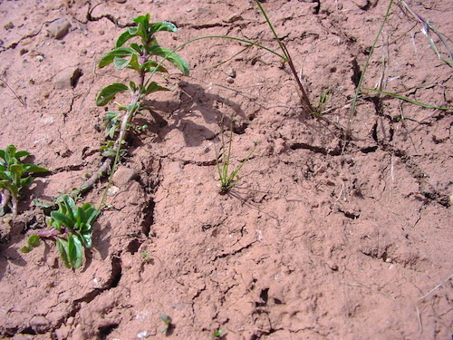 L’estudi ha demostrat la importància i fragilitat de la crosta superficial de terra durant la fase seca.