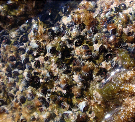 10 anys de prospecció ambiental a Menorca